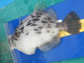 32.2センチを見てカワハギ釣りの目標を見失ってしまった僕