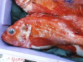 越後屋で食べたアコウ鯛の干物が美味くて釣ってみよかな