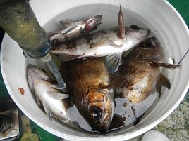 メバルが釣れる潮回り。沖の根は大潮、岸壁際は小潮か？