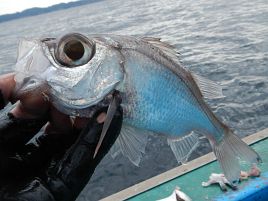 好みの味で♪　シロムツは真っ白なキャンパスのような魚だ