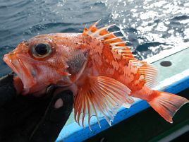 クロムツ10点。LT深場五目の釣果を採点する配点を考えた！