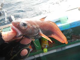 ライト深場で同じ過ちに凹んで気持ちのリセットが必要だね