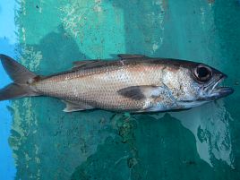 クロムツ炙り刺がうめぇ!!　深場五目で本命視されるわけだ