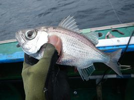 好みの味で♪　シロムツは真っ白なキャンパスのような魚だ