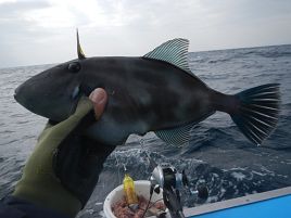 雨ニモ風ニモマケズ。沖のウィリーでシャクり続けて6目23匹