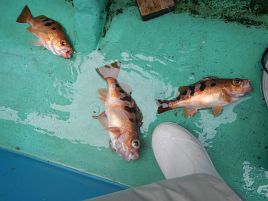 雨ニモ風ニモマケズ。沖のウィリーでシャクり続けて6目23匹