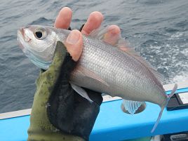 雨ニモ風ニモマケズ。沖のウィリーでシャクり続けて6目23匹