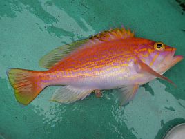 雨ニモ風ニモマケズ。沖のウィリーでシャクり続けて6目23匹