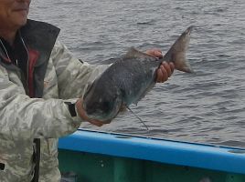 ウィリーで釣り方が分からない魚がいる…メダイってヤツだ