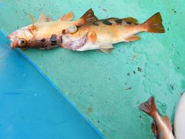 素直になれずキントキ逃しカイワリ不在でしょんぼりウィリー