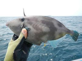 良型マトウで溜飲下げるも洲崎沖にカイワリの気配感じず