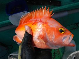 良型マトウで溜飲下げるも洲崎沖にカイワリの気配感じず