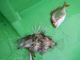 行ってよかった!!　カイワリ、キントキ込みでクーラー満タン♪