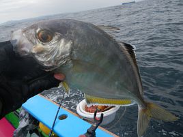 行ってよかった!!　カイワリ、キントキ込みでクーラー満タン♪