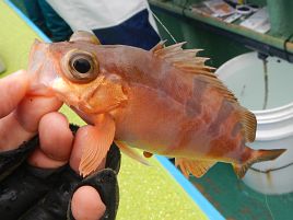 剣崎であと1匹が獲れずイサキ開幕戦は…でも良型ぞろい