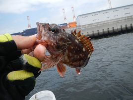 このうらみ…はらせんな。タチウオは歯牙にもかけてくれず