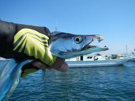 明日はタチウオの群れが行方不明じゃありませんように！