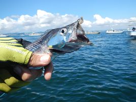 リール壊れるしアジいねぇし…50歳の初釣りは散々だった