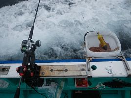 俺が行ったら澄み潮で反応あるのにカイワリ大撃沈の定め!?