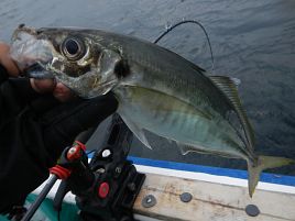 俺が行ったら澄み潮で反応あるのにカイワリ大撃沈の定め!?