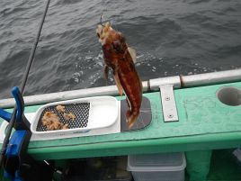 上州屋カワハギ大会で初の剣崎沖…渋すぎてなんとか3匹