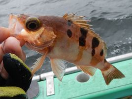 上州屋カワハギ大会で初の剣崎沖…渋すぎてなんとか3匹