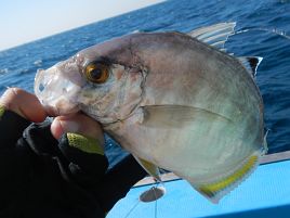 ハリスの太さと魚の食いは関係ある？ あったりなかったり？