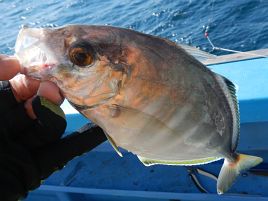 明日は伊豆プチ遠征で釣り納め。終わり良ければできるか