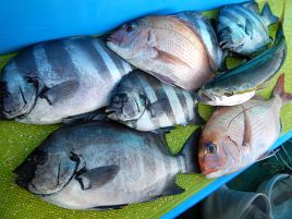 三途の川みたいな海でイシダイ撃沈。アミ五目でカンパチ!!