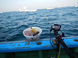 イシダイに愛されてるねと勘違い男は久里浜沖で悦に入る