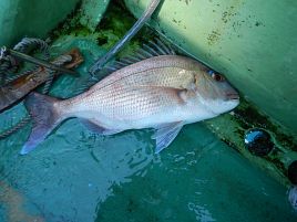 イシダイに愛されてるねと勘違い男は久里浜沖で悦に入る