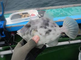 究極？ピカイチくんで神って墜落したかみやカワハギ大会