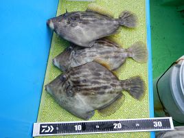 2016年のカワハギ釣りはデカハギ天国にまた一歩近づけた