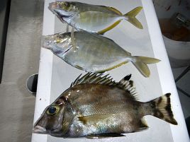 貧果だけどカイワリいるから初釣りは成功…そっとしといて