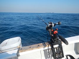 貧果だけどカイワリいるから初釣りは成功…そっとしといて