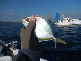 貧果だけどカイワリいるから初釣りは成功…そっとしといて