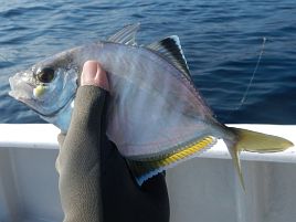 貧果だけどカイワリいるから初釣りは成功…そっとしといて