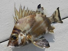 初見の魚は刺身で食う。チョウセンバカマはタイに似た白身