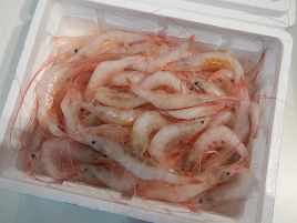 目玉は？と思ってたがそこは釣具の祭典。行けば何かある