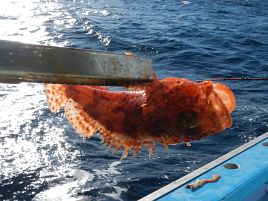 紅（アマダイ）白（タチウオ）そろえてめでたく初釣り成功だい