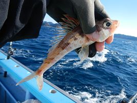 紅（アマダイ）白（タチウオ）そろえてめでたく初釣り成功だい