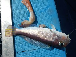 紅（アマダイ）白（タチウオ）そろえてめでたく初釣り成功だい