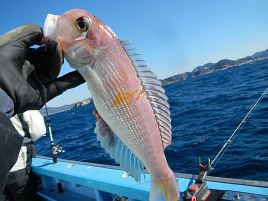 紅（アマダイ）白（タチウオ）そろえてめでたく初釣り成功だい