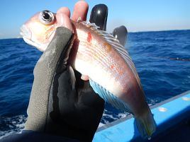 紅（アマダイ）白（タチウオ）そろえてめでたく初釣り成功だい