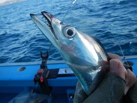 紅（アマダイ）白（タチウオ）そろえてめでたく初釣り成功だい