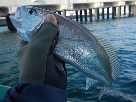 今年のメバルは脱・癒し系？　開幕戦は八目釣るもド貧果