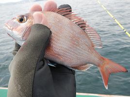 今年のメバルは脱・癒し系？　開幕戦は八目釣るもド貧果