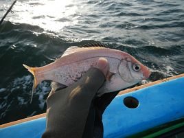 晴れたらあかん！澄んだらあかん!! 八景メバルに返り討ち