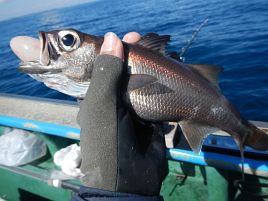 自慢できる釣果じゃないけどクロムツの自己最多を4倍更新