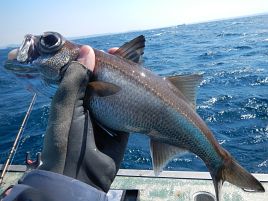 「また釣ってきたよ♪」。クロムツ最多記録を3倍更新でドヤ!!